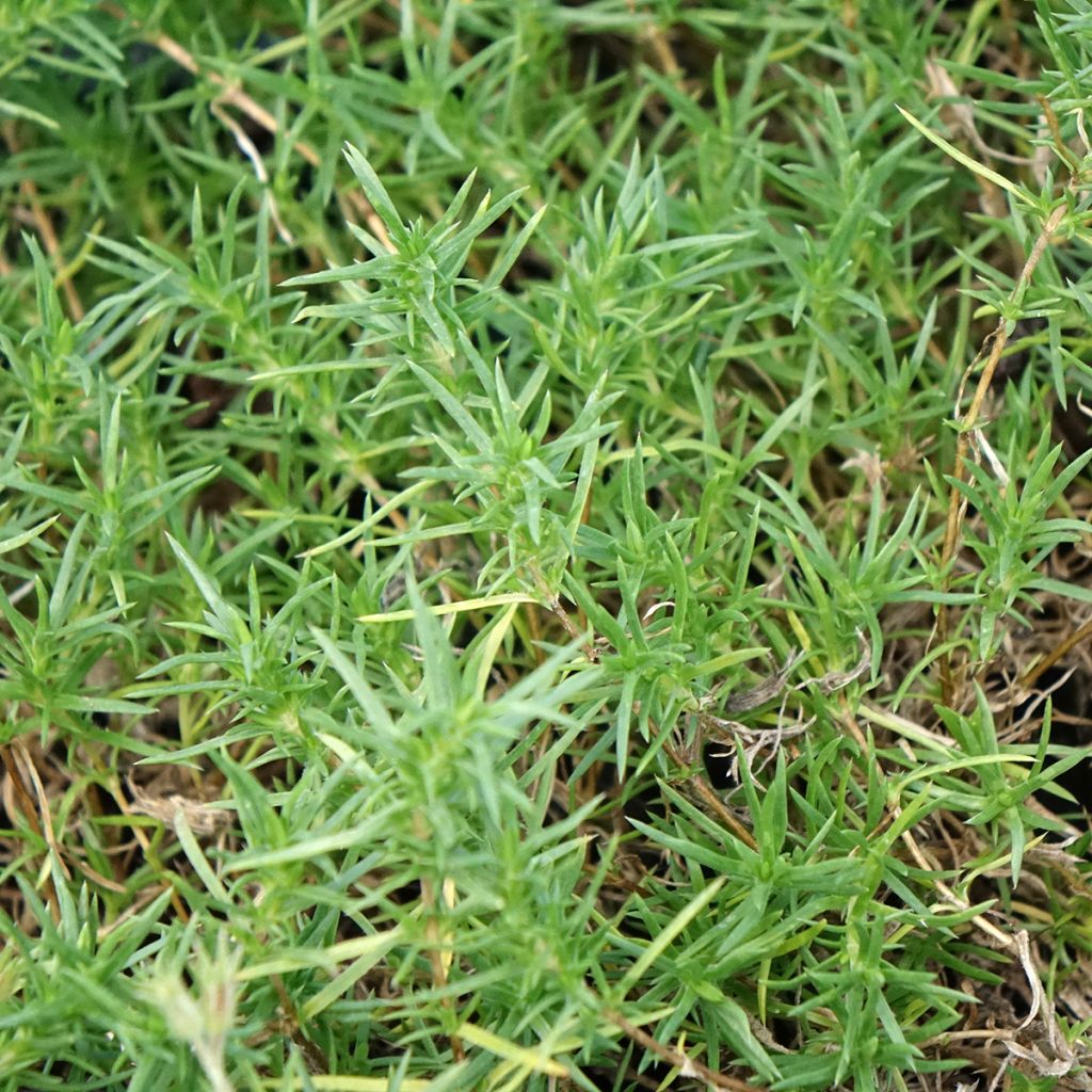 Phlox douglasii Ochsenblut - Kruipende vlambloem