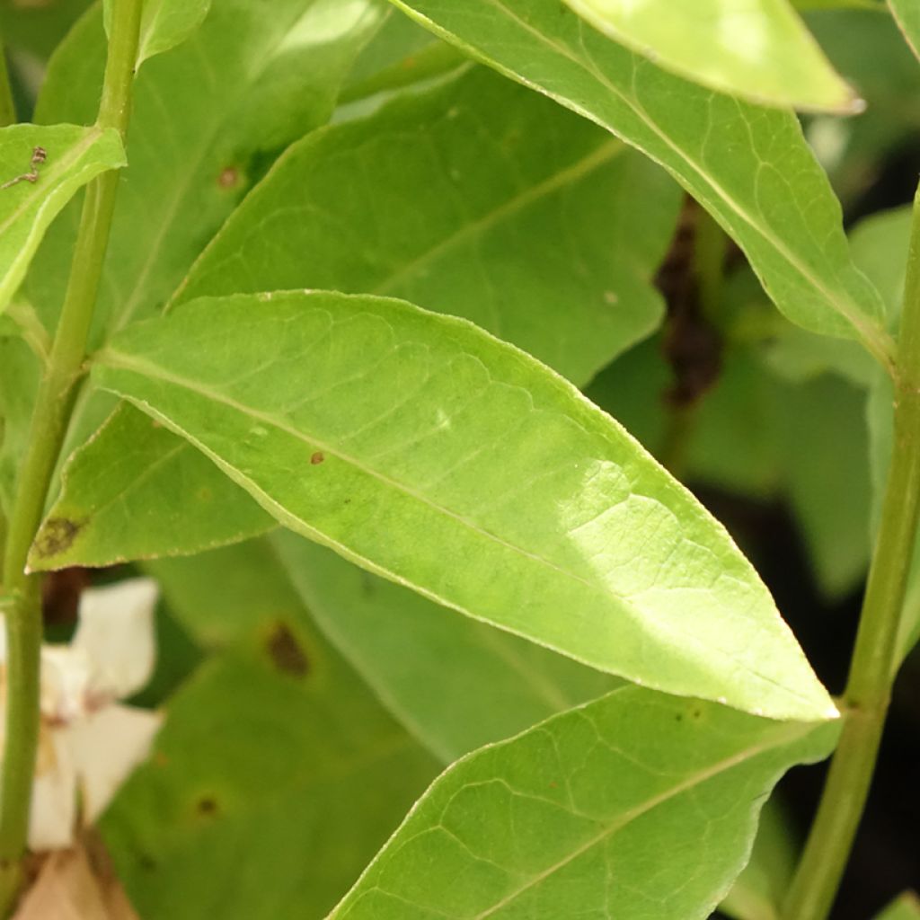 Phlox paniculata Famous Wit - Vlambloem