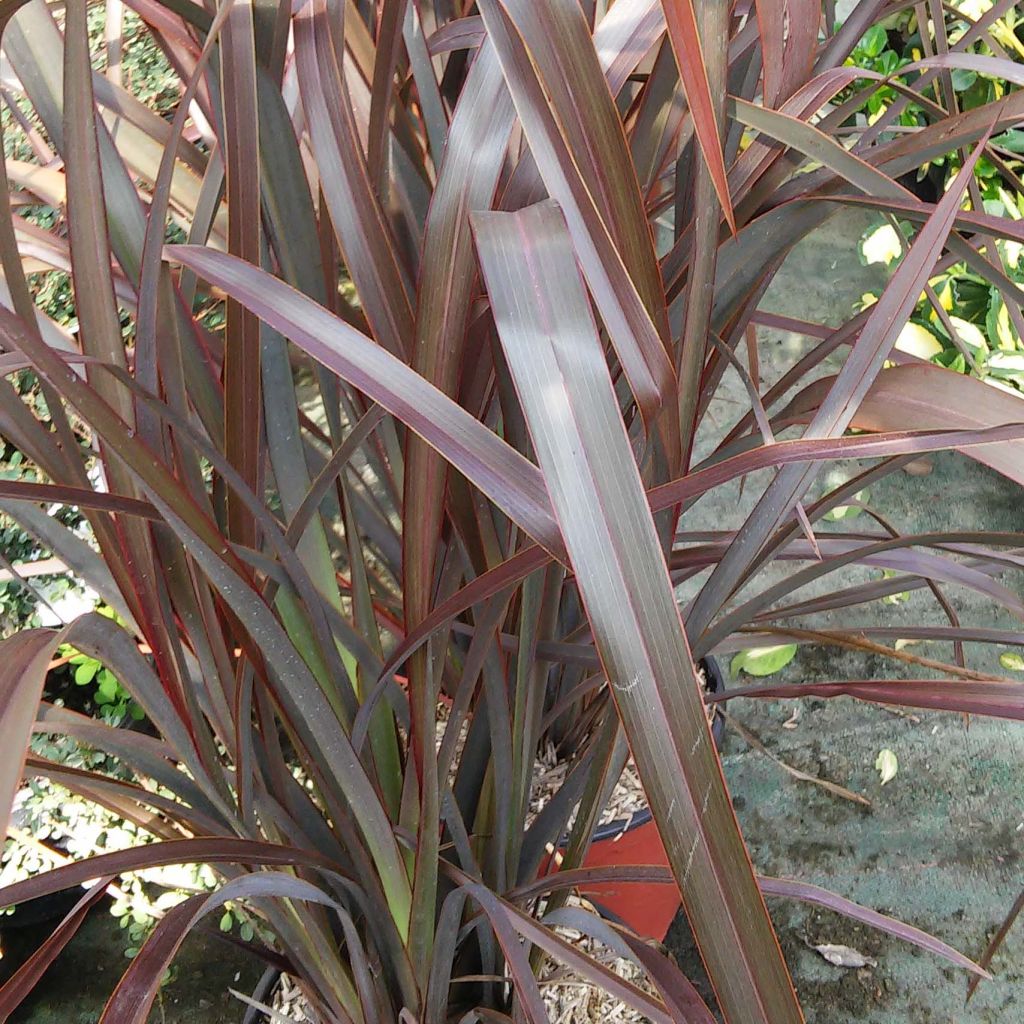 Phormium tenax Purpureum - Nieuw-Zeelands vlas