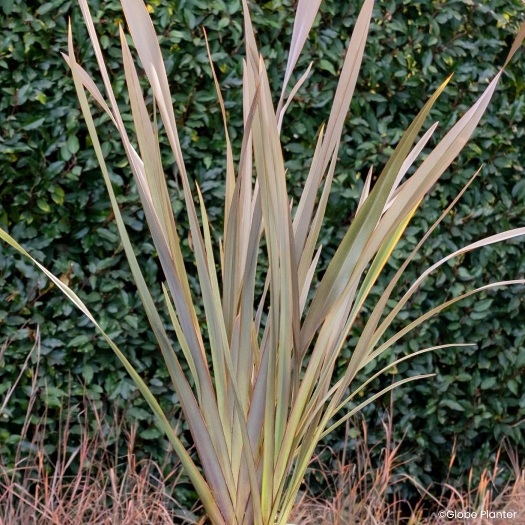 Phormium Pink Blush - Nieuw-Zeelands vlas