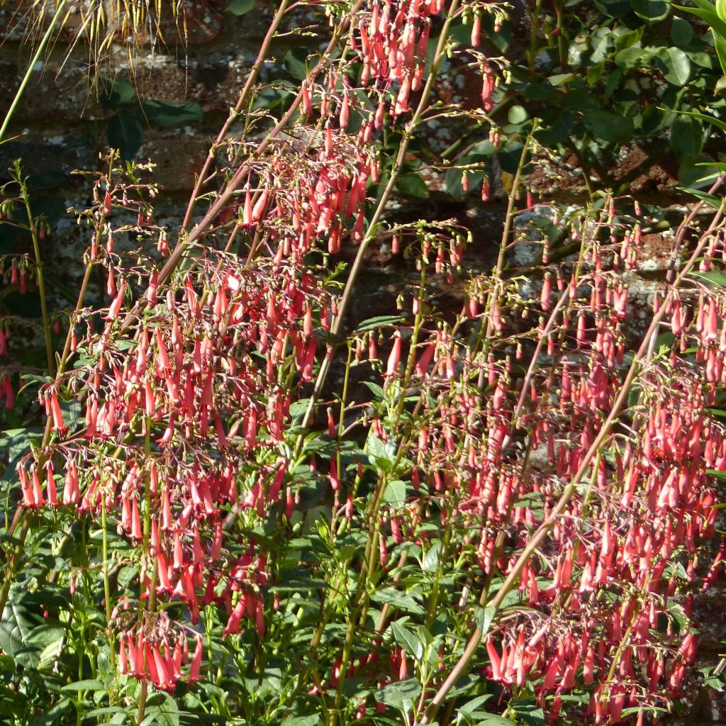 Phygelius African Queen - Kaapse fuchsia