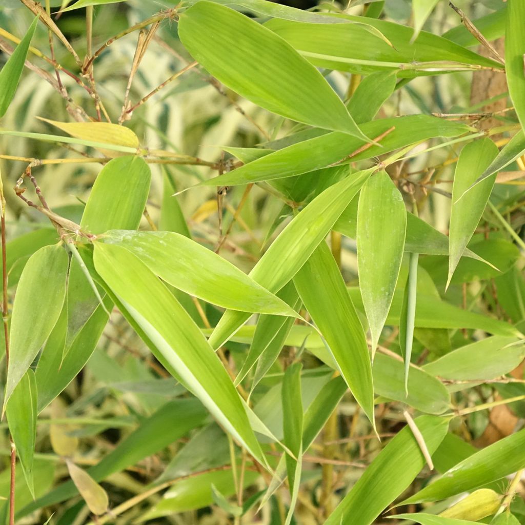 Phyllostachys viridis Sulphurea - Reuzenbamboe