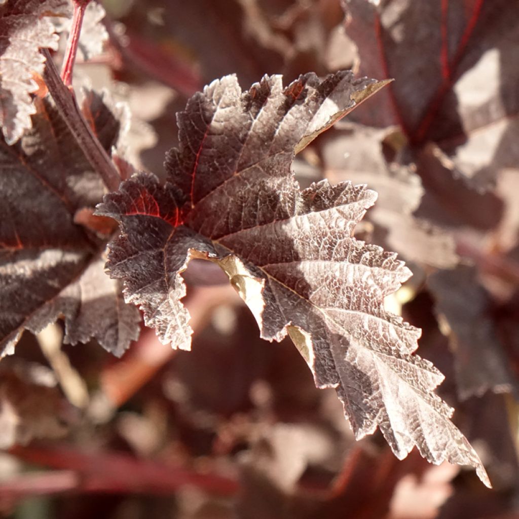 Physocarpus opulifolius Red Baron - Blaasspirea