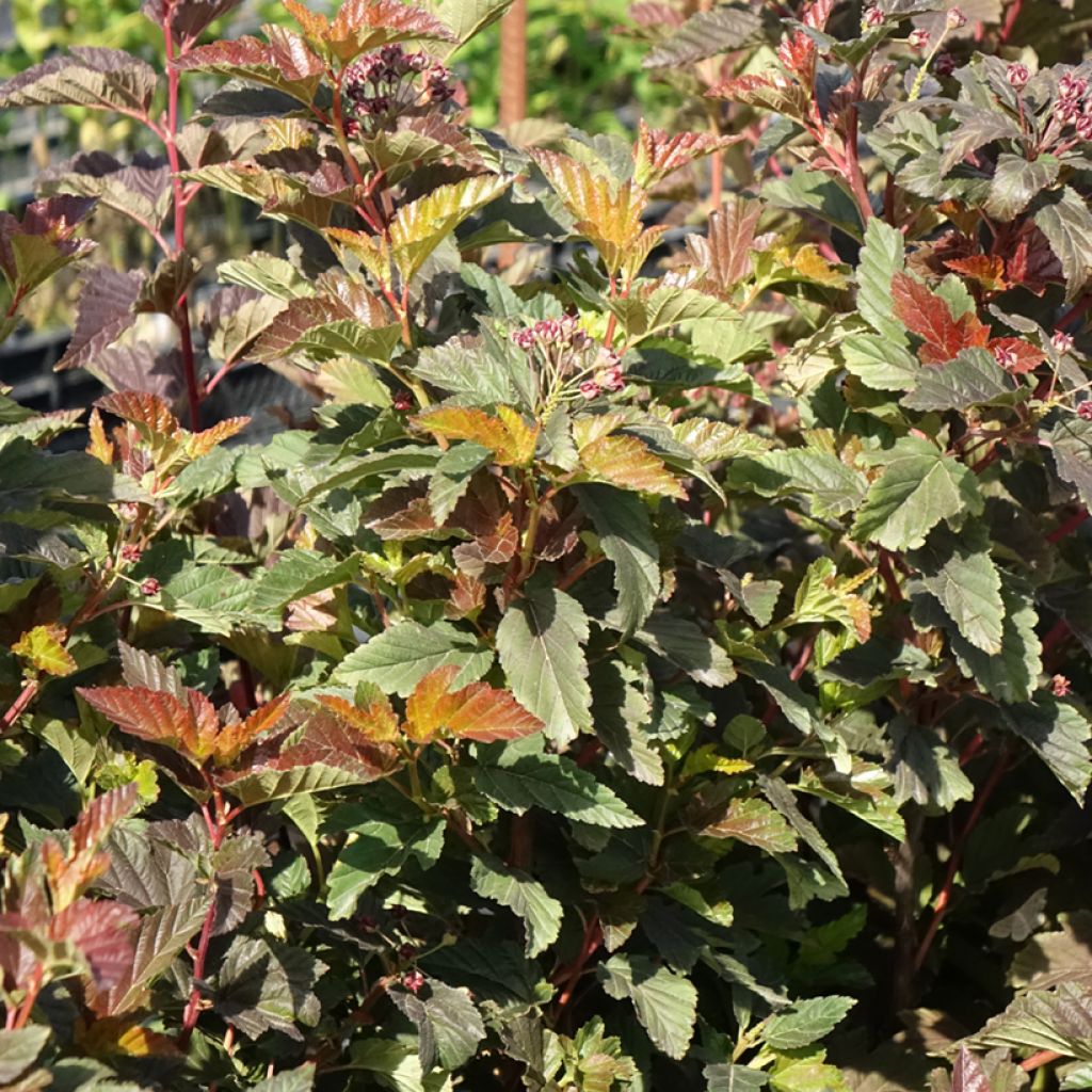 Physocarpus opulifolius Zdechovice - Blaasspirea