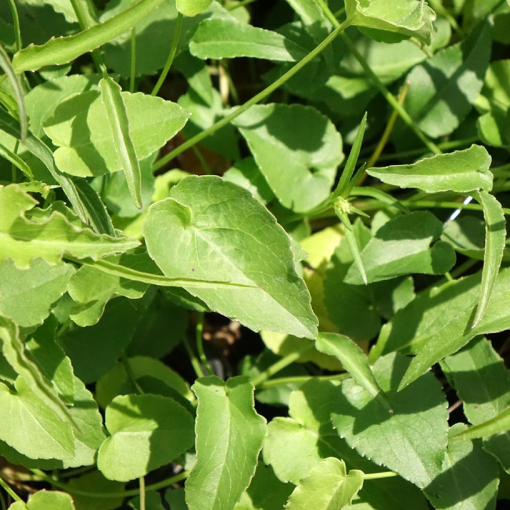 Phyteuma scheuchzeri - Rapunzel