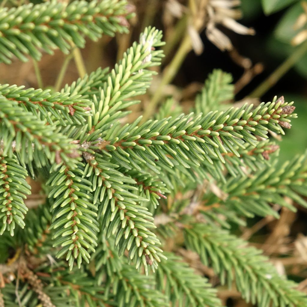 Picea orientalis Summergold - Oosterse spar