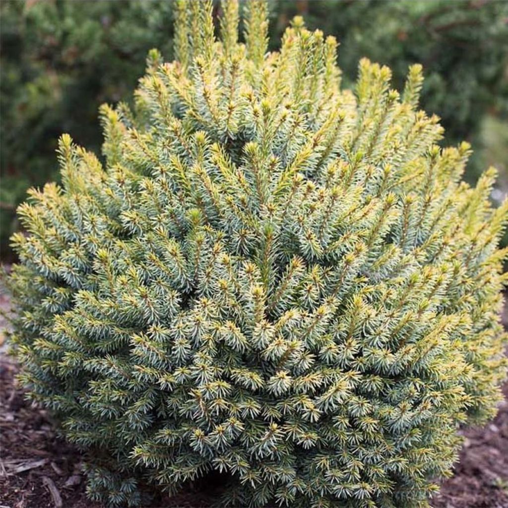 Picea sitchensis Midget - Sitkaspar