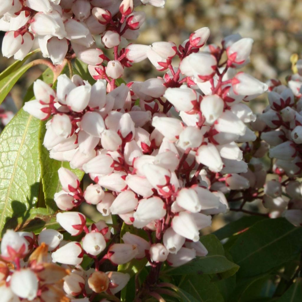 Pieris japonica Bonfire - Japanse rotsheide