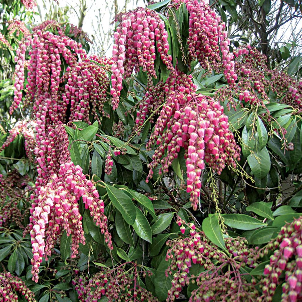 Pieris japonica Valley Valentine - Japanse rotsheide