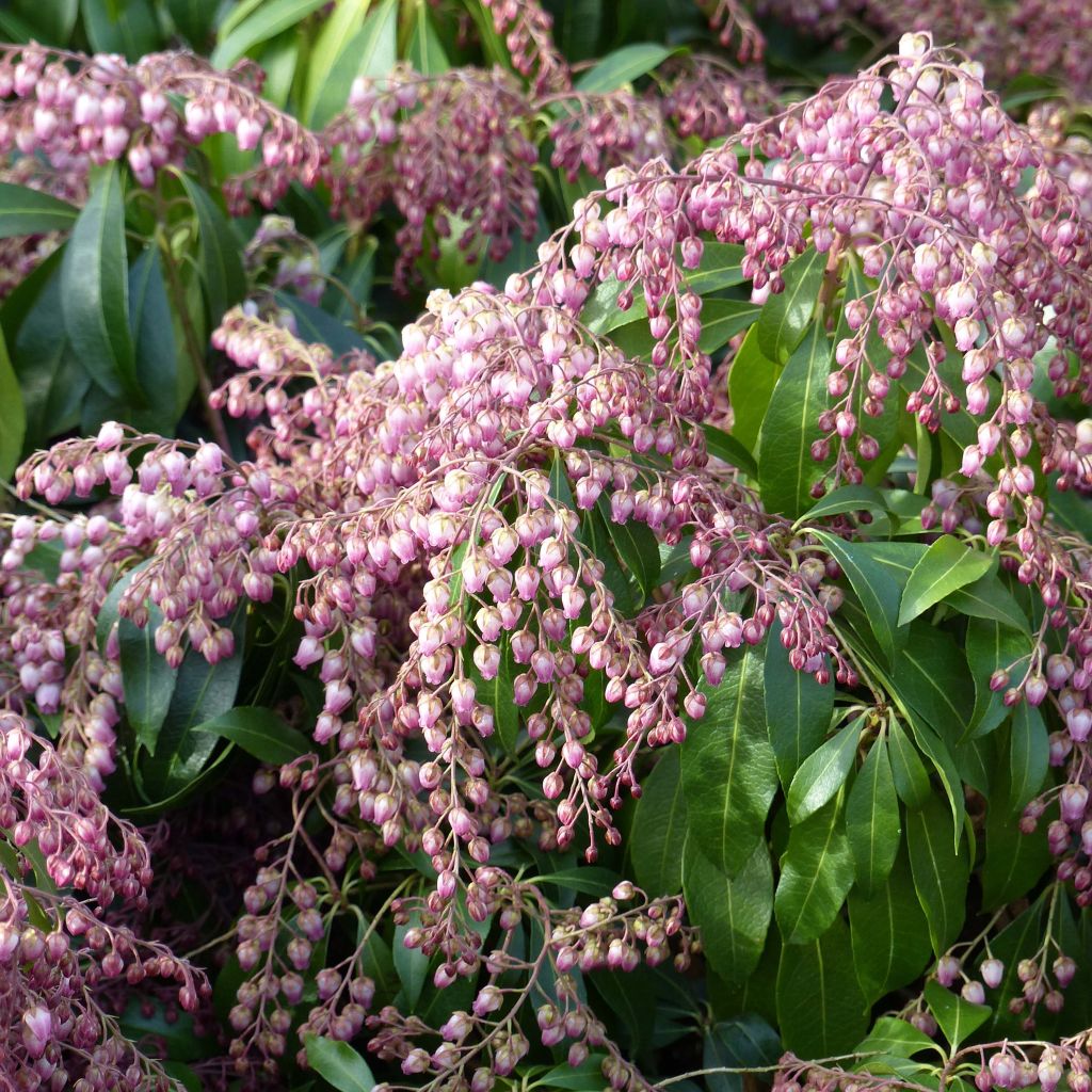 Pieris japonica Katsura - Japanse rotsheide