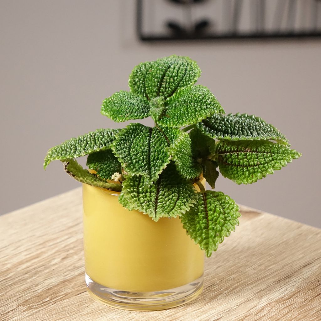 Pilea Moon Valley - Vriendschapsplant