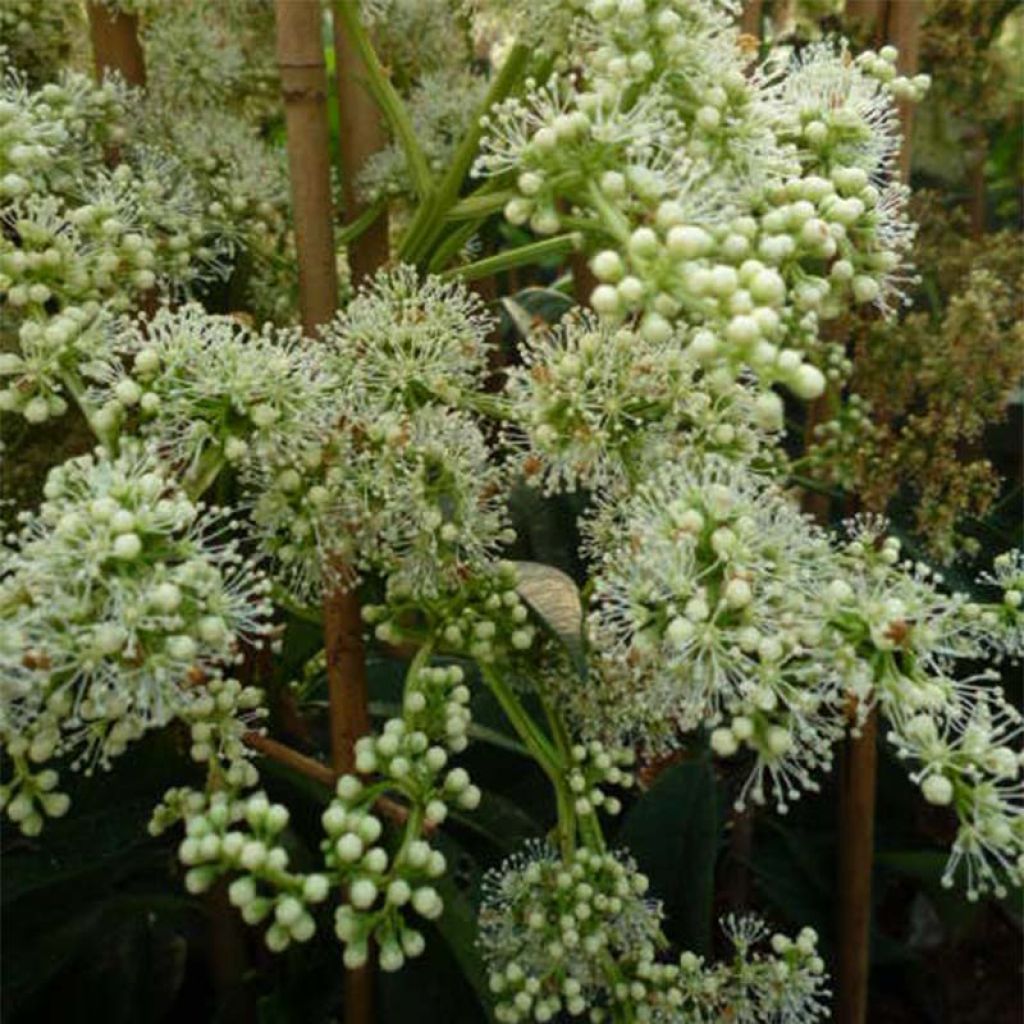 Pileostegia viburnoides - Klimhortensia