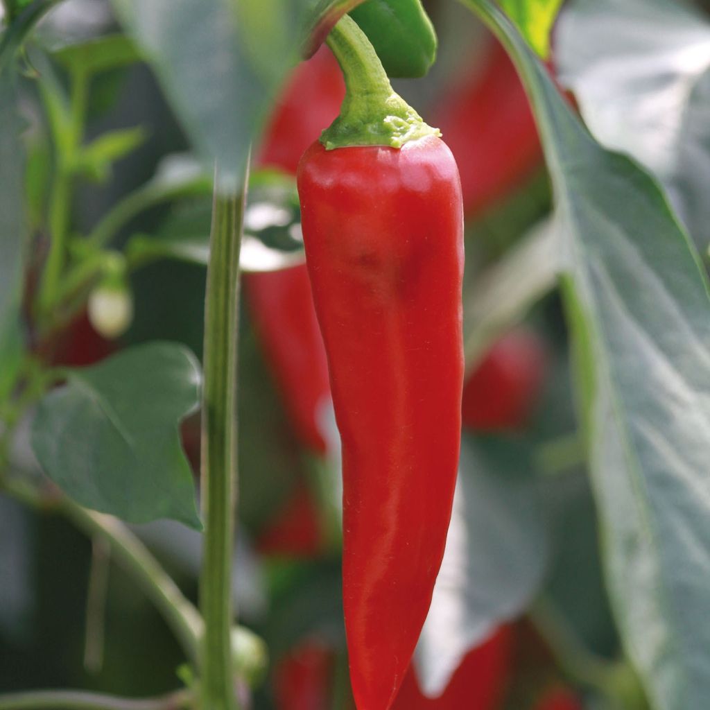 Peper Gorria (jonge planten - geënt)