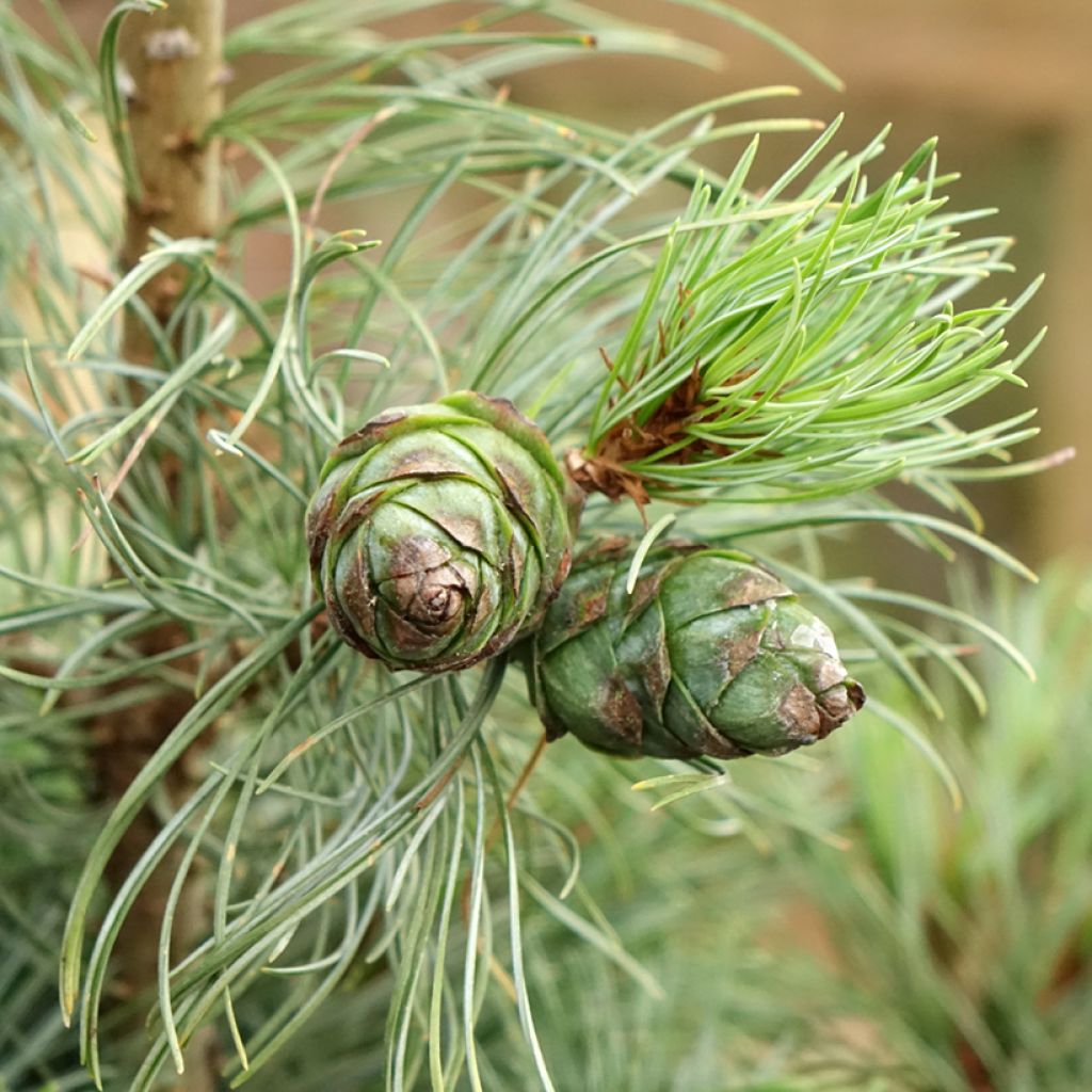 Pinus parviflora Bergman - Japanse witte den