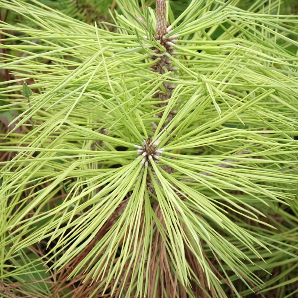 Pinus jeffreyi - Jeffrey-den
