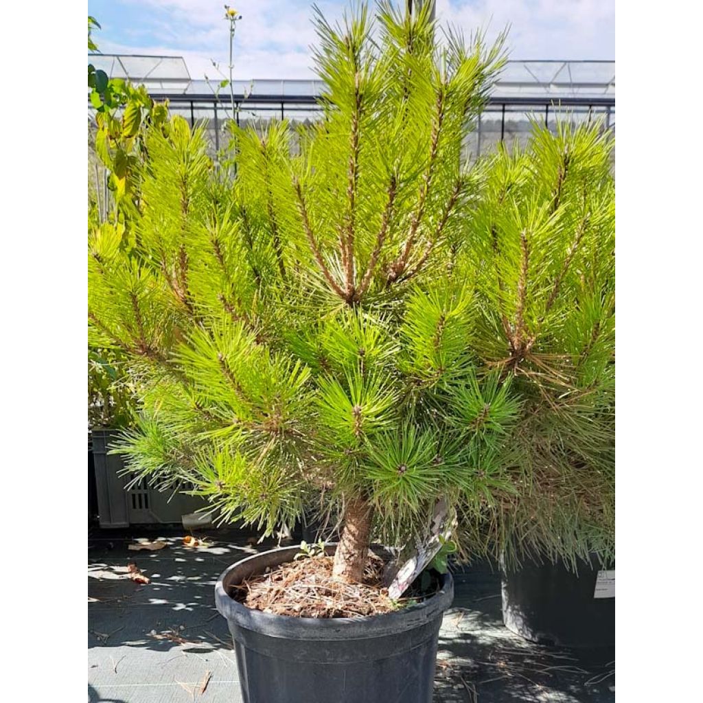 Pinus nigra Pierrick Brégeon - Zwarte den