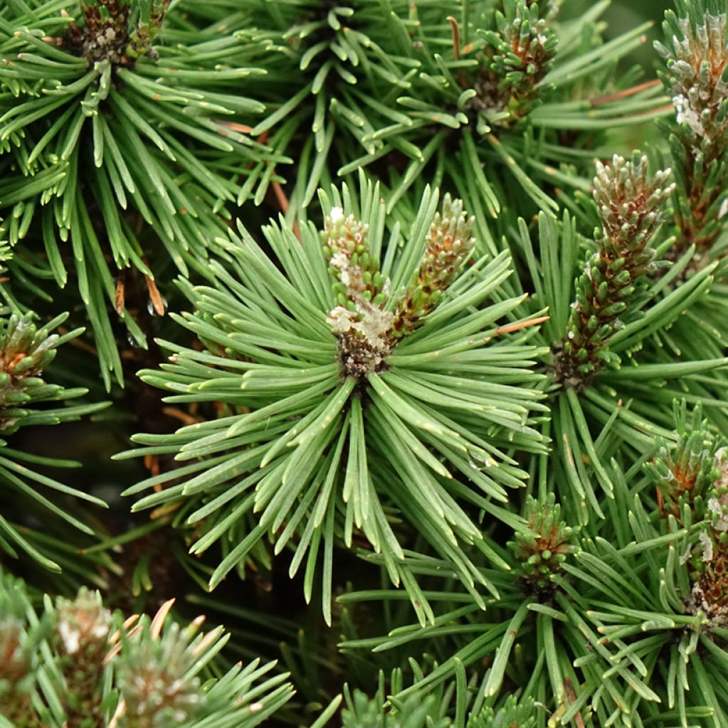 Pinus mugo Humpy - Bergden