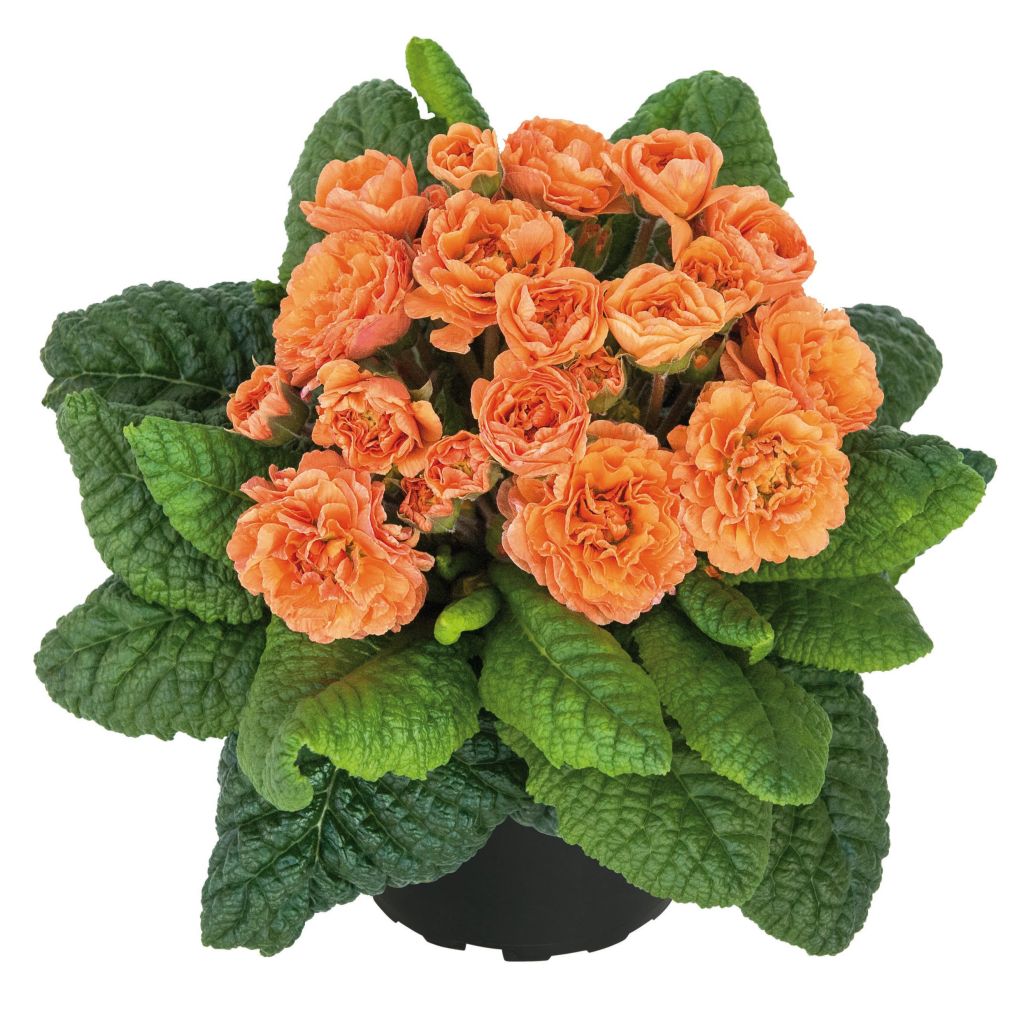 Primula Sweet Apricot - Stengelloze sleutelbloem