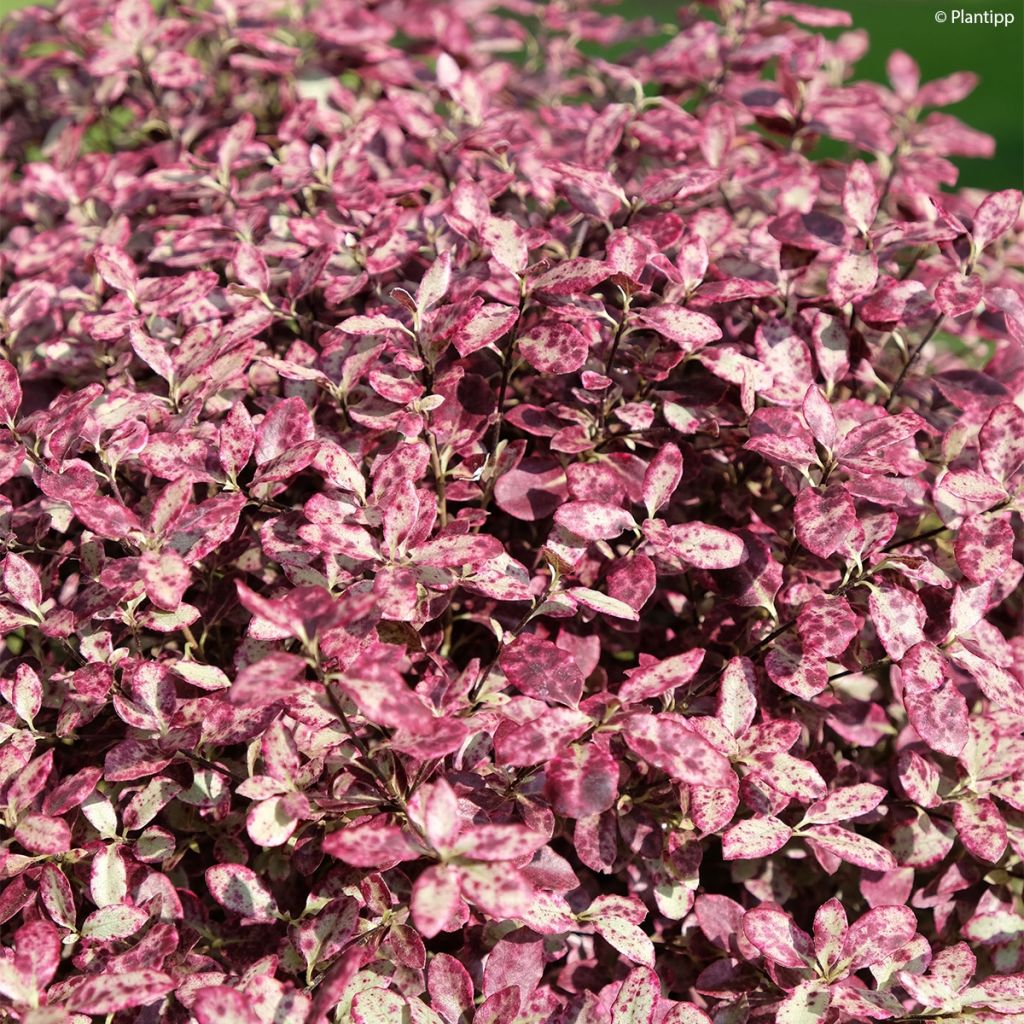 Pittosporum tenuifolium Bannow Bay - Australische laurier