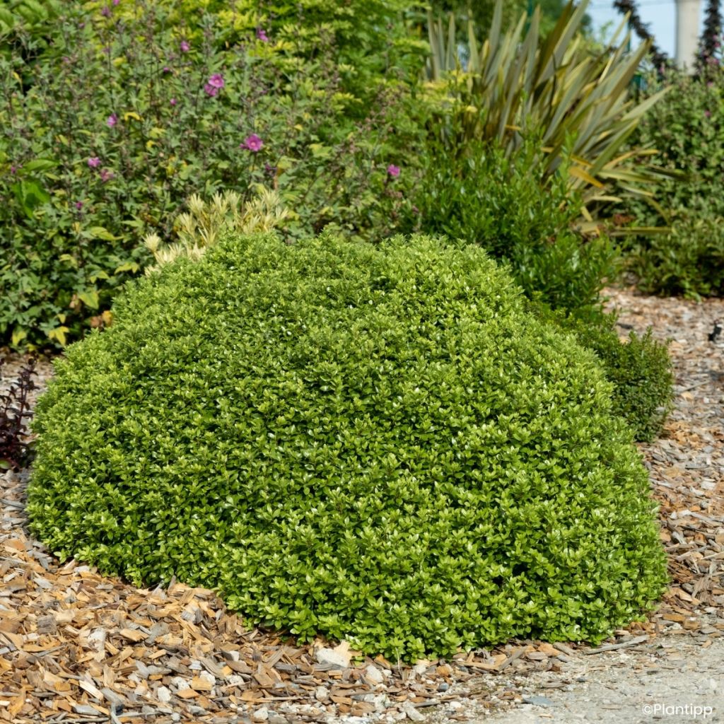 Pittosporum tenuifolium Beach Ball - Australische laurier