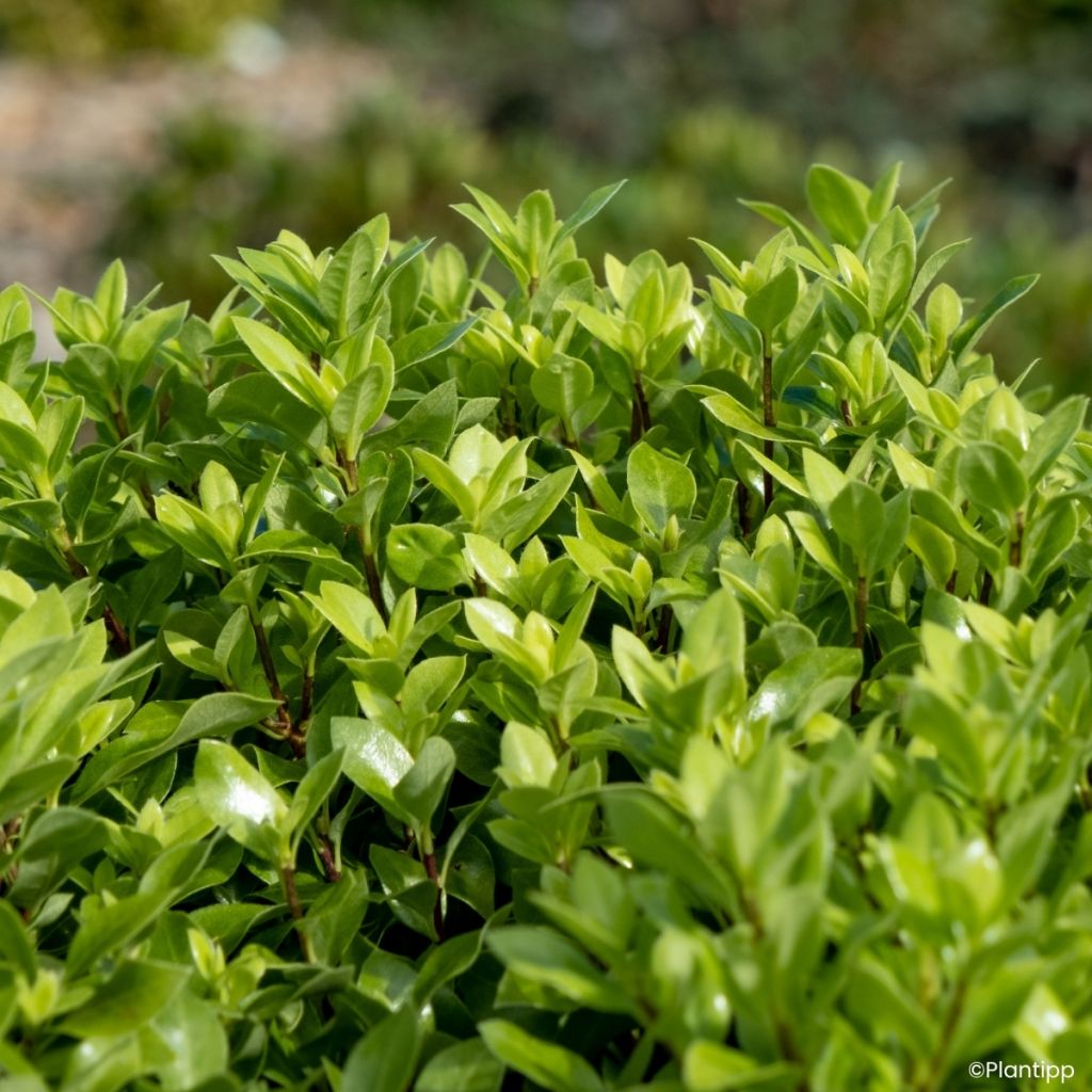 Pittosporum tenuifolium Beach Ball - Australische laurier