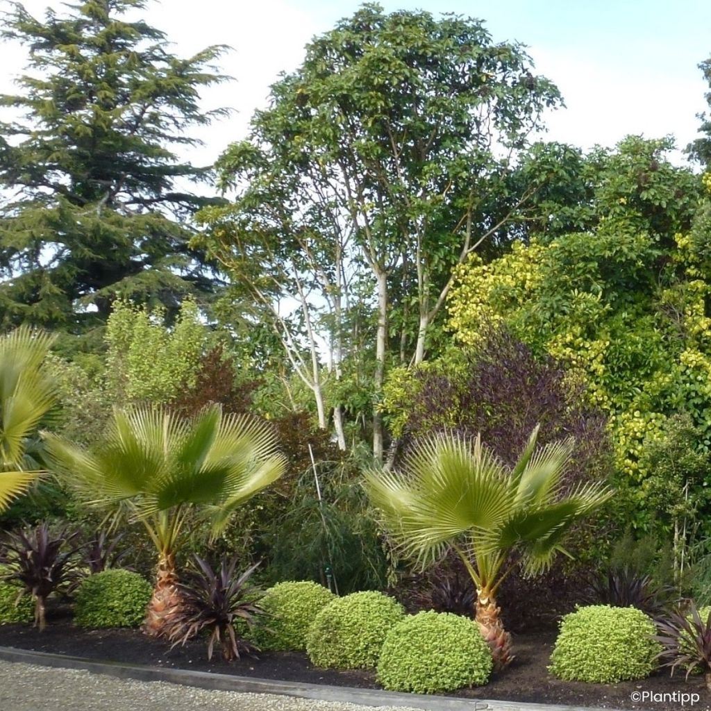 Pittosporum tenuifolium Beach Ball - Australische laurier