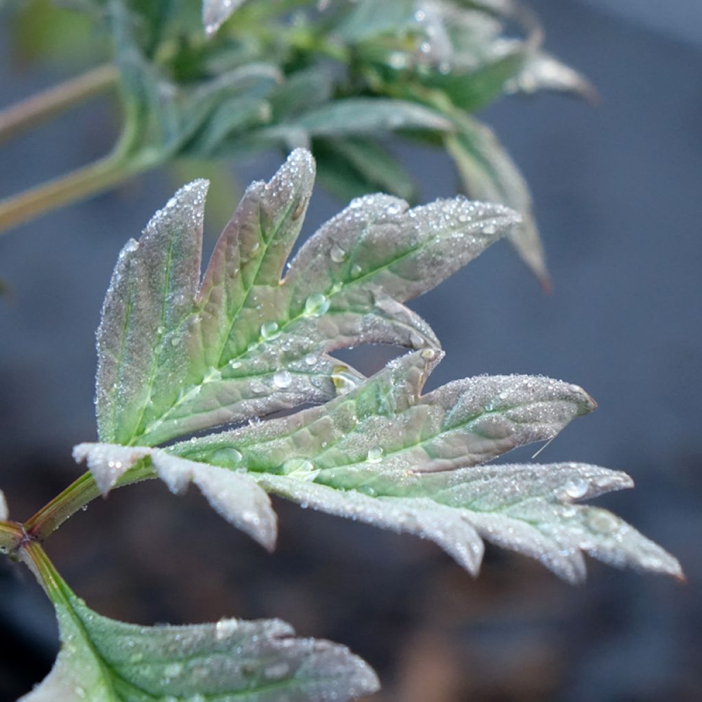 Paeonia lutea Hai Huang - Boompioen