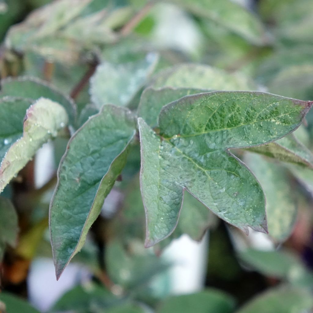 Paeonia suffruticosa Cai Hui - Boompioen