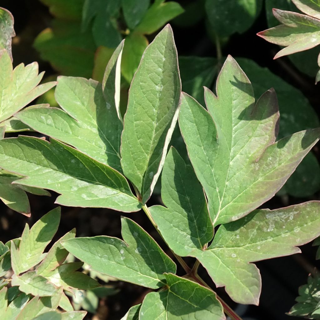 Paeonia suffruticosa Luo Yang Hong - Boompioen