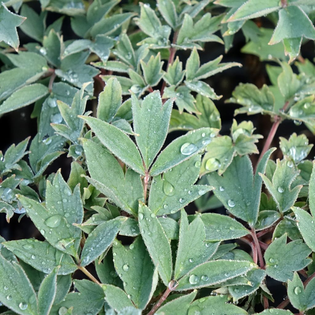 Paeonia suffruticosa Rou Fu Rong - Boompioen