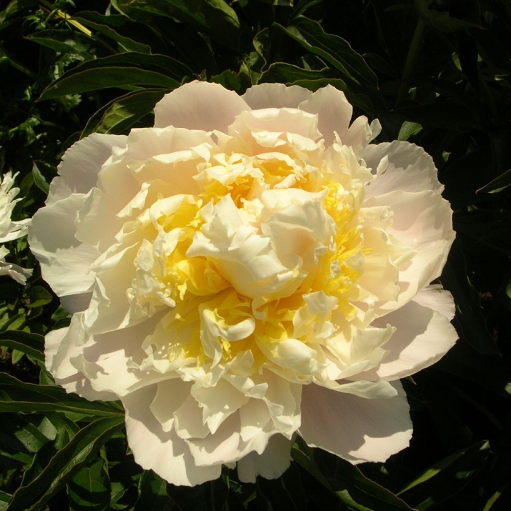 Paeonia lactiflora Cheddar Cheese - Pioenroos