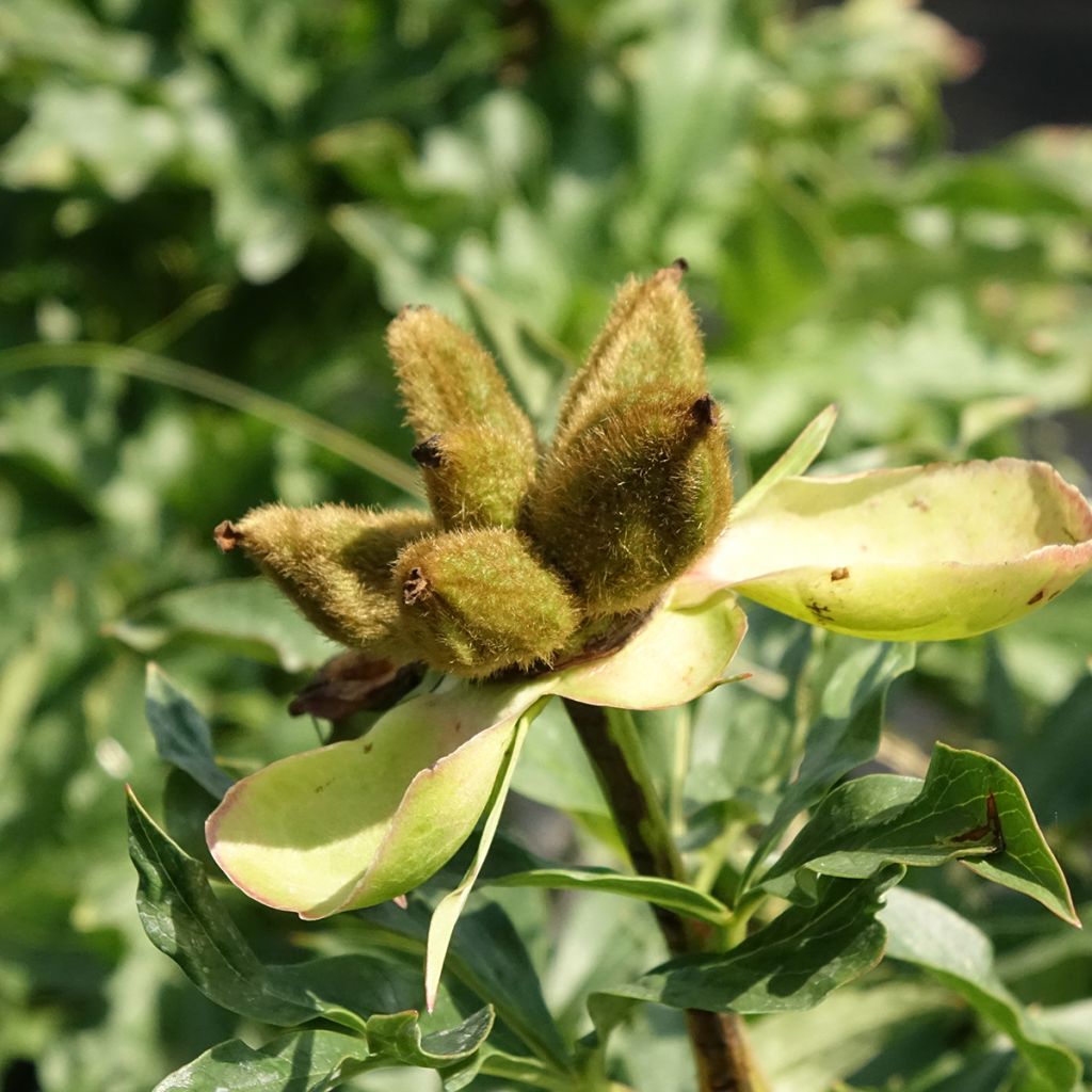 Paeonia lactiflora Coral Sunset - Pioenroos