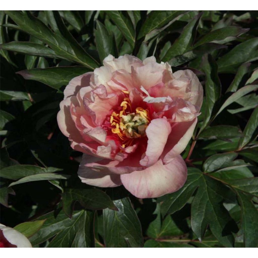 Paeonia Itoh Canary Brillant - Itoh-pioen