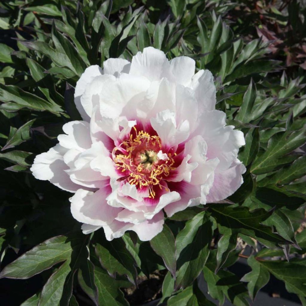 Paeonia Itoh Cora Louise - Itoh-pioen