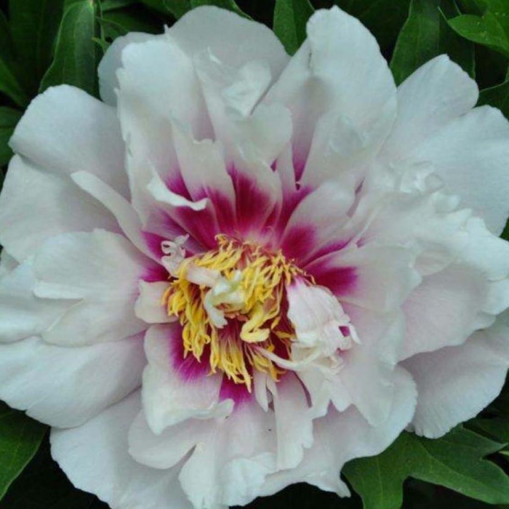 Paeonia Itoh Cora Louise - Itoh-pioen