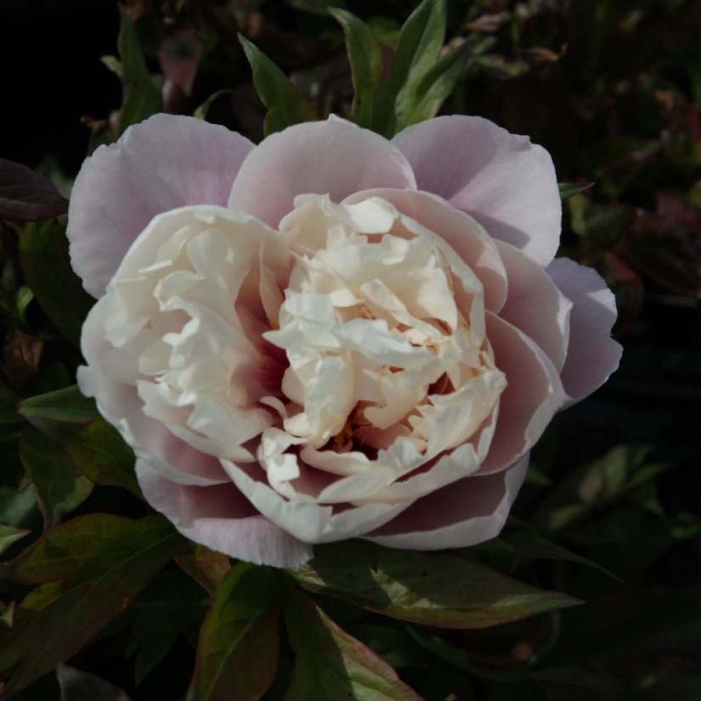 Paeonia Itoh Cora Louise - Itoh-pioen