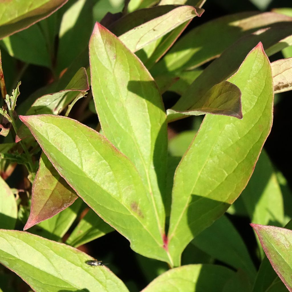 Paeonia lactiflora Amabilis - Pioenroos