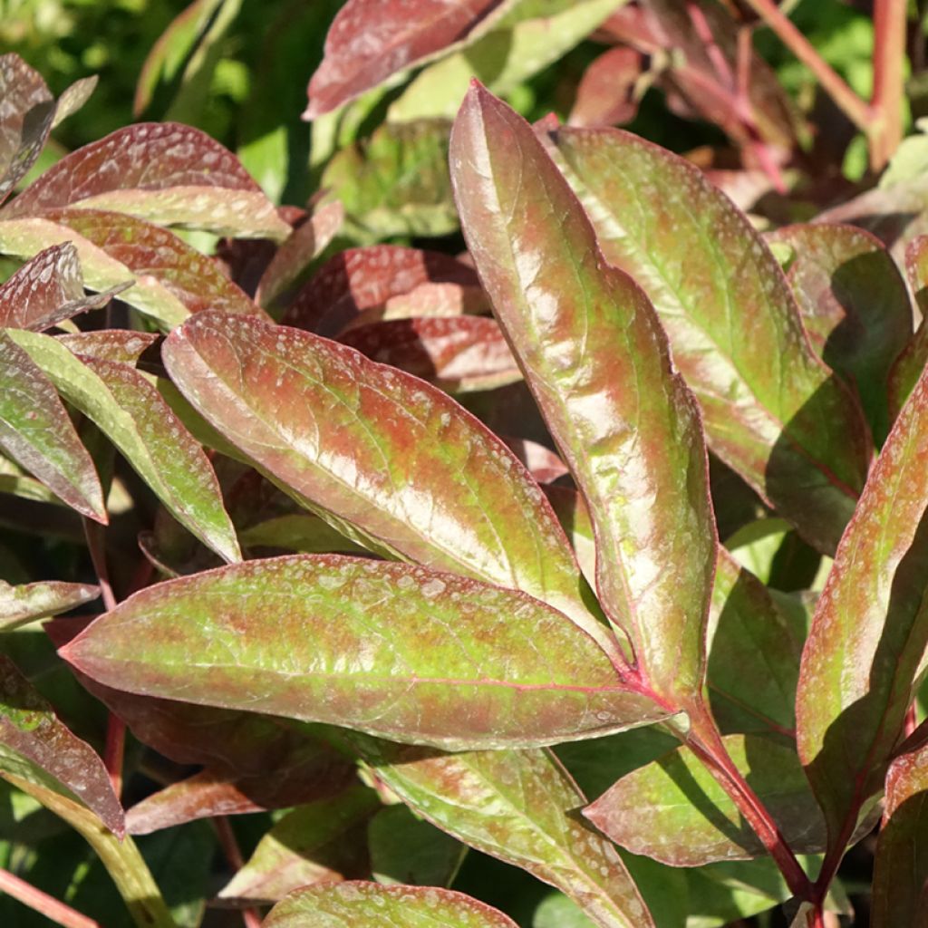 Paeonia lactiflora Carl G. Klehm - Pioenroos