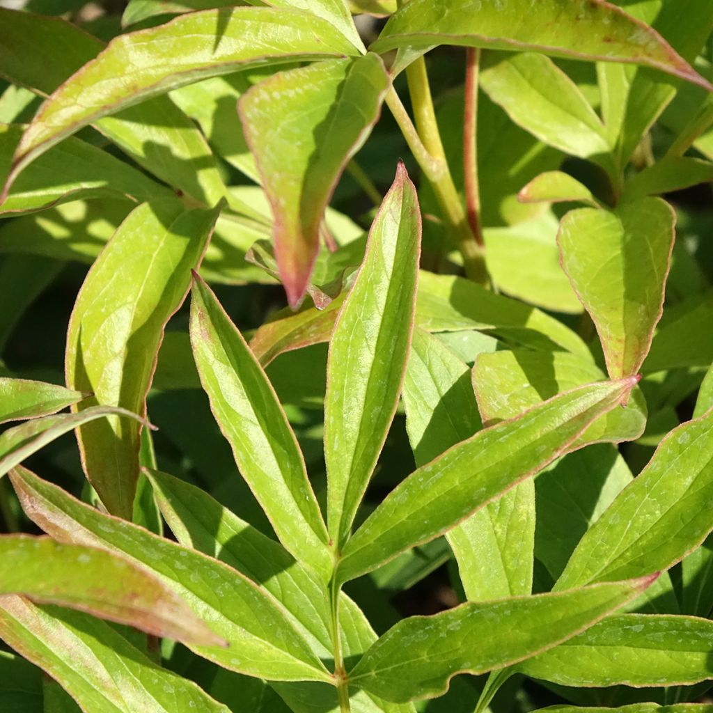 Paeonia lactiflora Chiffon Parfait - Pioenroos