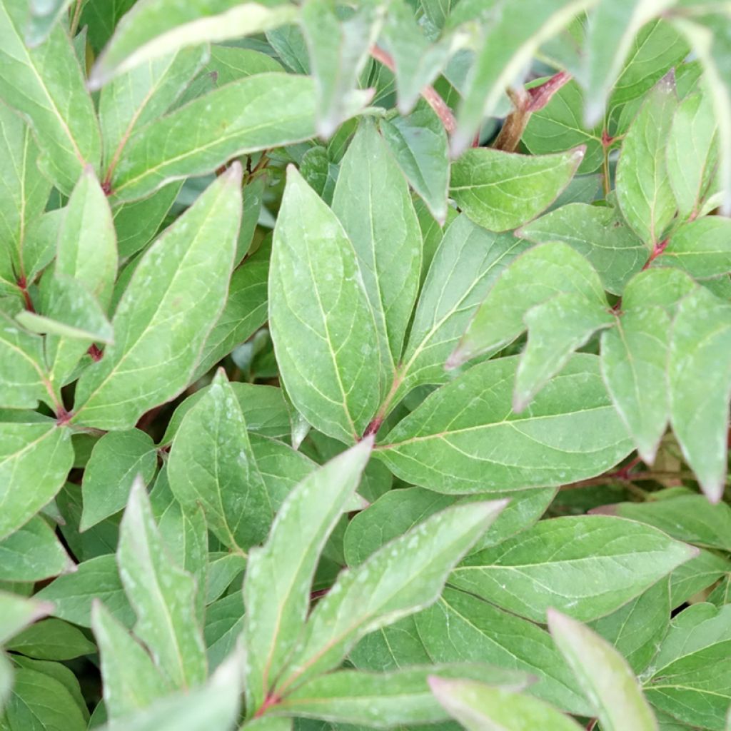 Paeonia lactiflora Françoise Ortegat - Pioenroos