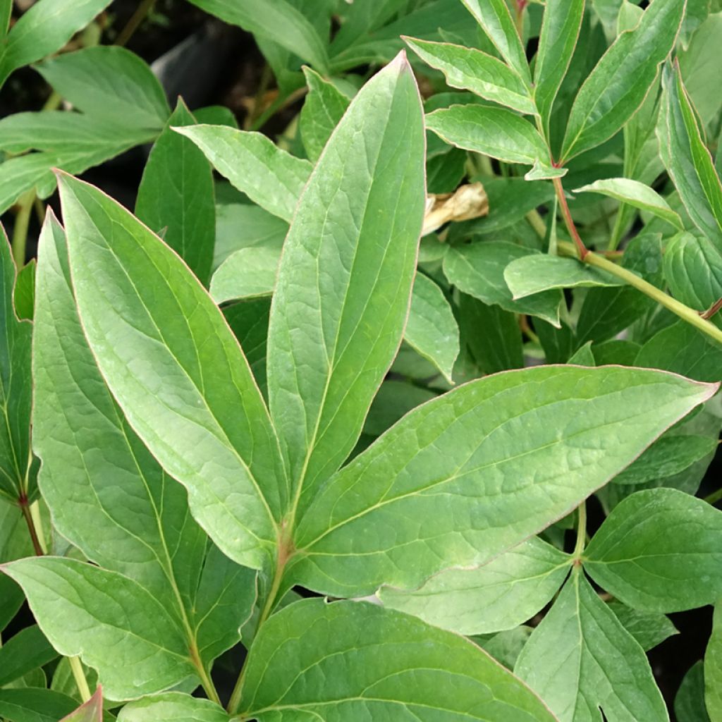Paeonia lactiflora Fringed Ivory - Pioenroos