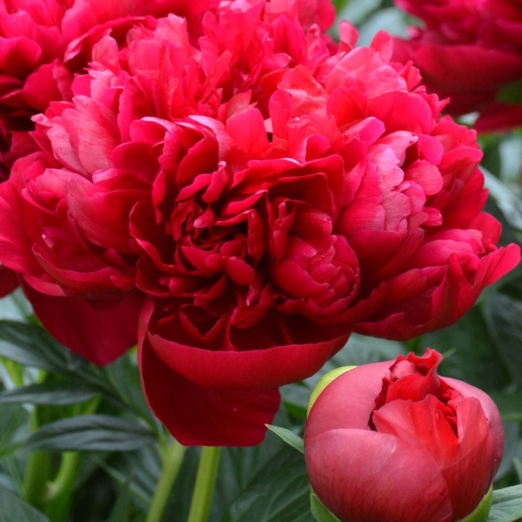 Paeonia lactiflora Bockstoce - Pioenroos