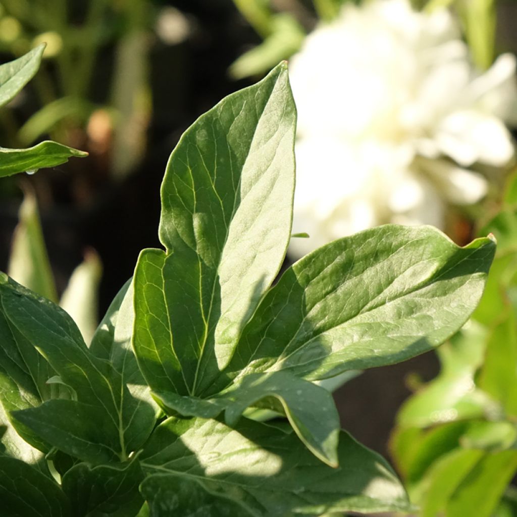 Paeonia lactiflora Bockstoce - Pioenroos