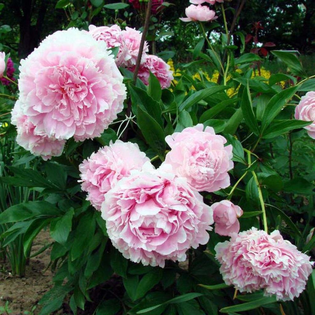 Paeonia lactiflora Lady Orchid - Pioenroos
