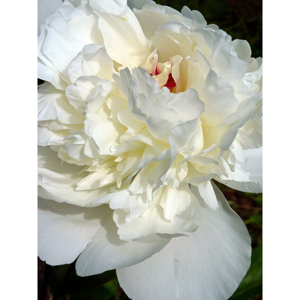 Paeonia lactiflora Marie Lemoine - Pioenroos