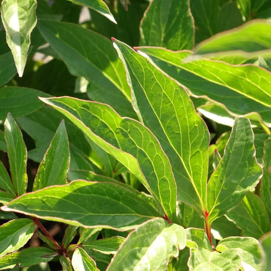 Paeonia lactiflora Pink Hawaiian Coral - Pioenroos