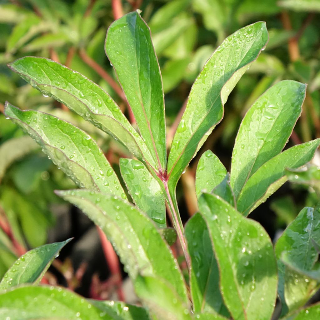 Paeonia lactiflora Konigin Wilhelmina - Pioenroos