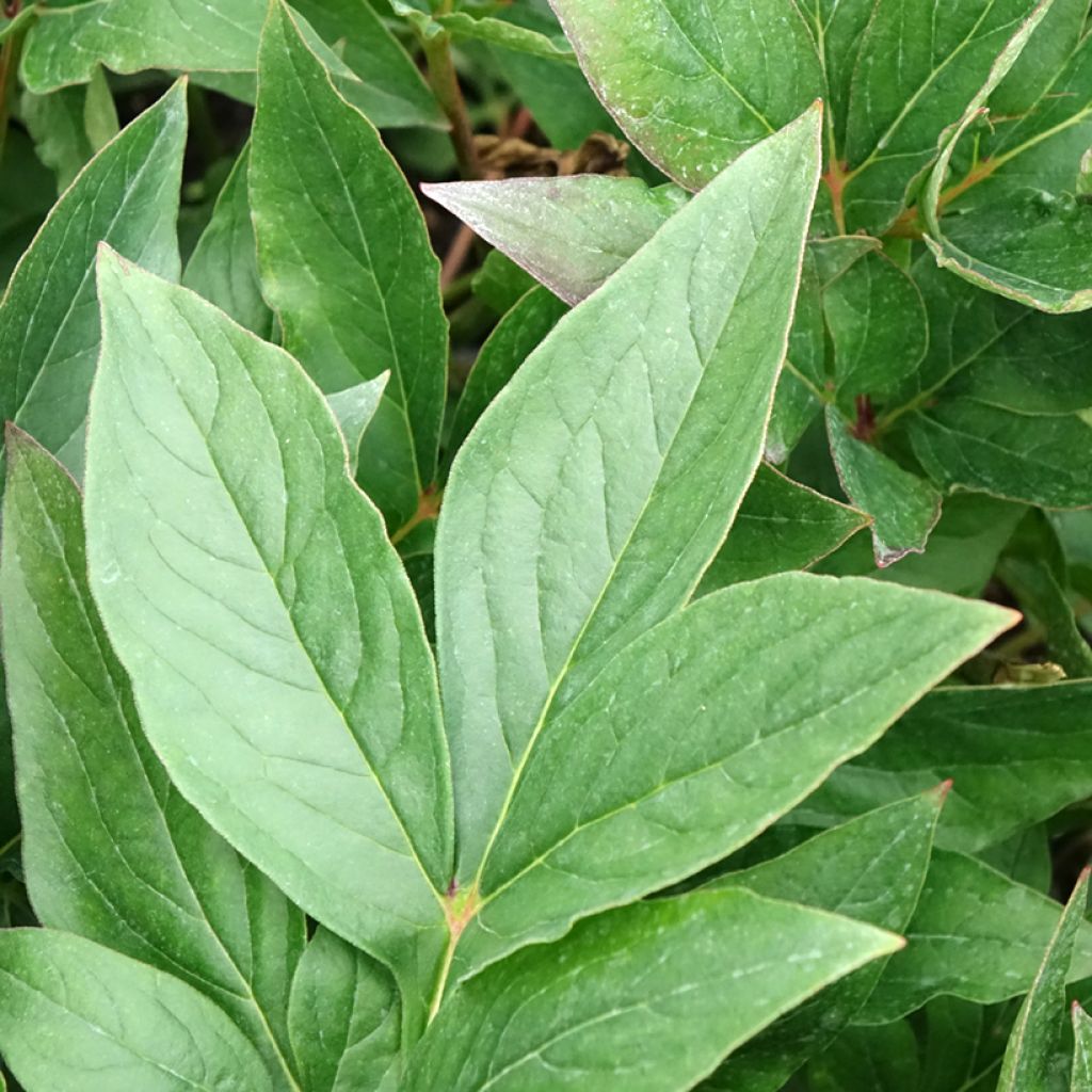 Paeonia lactiflora Think Pink - Pioenroos