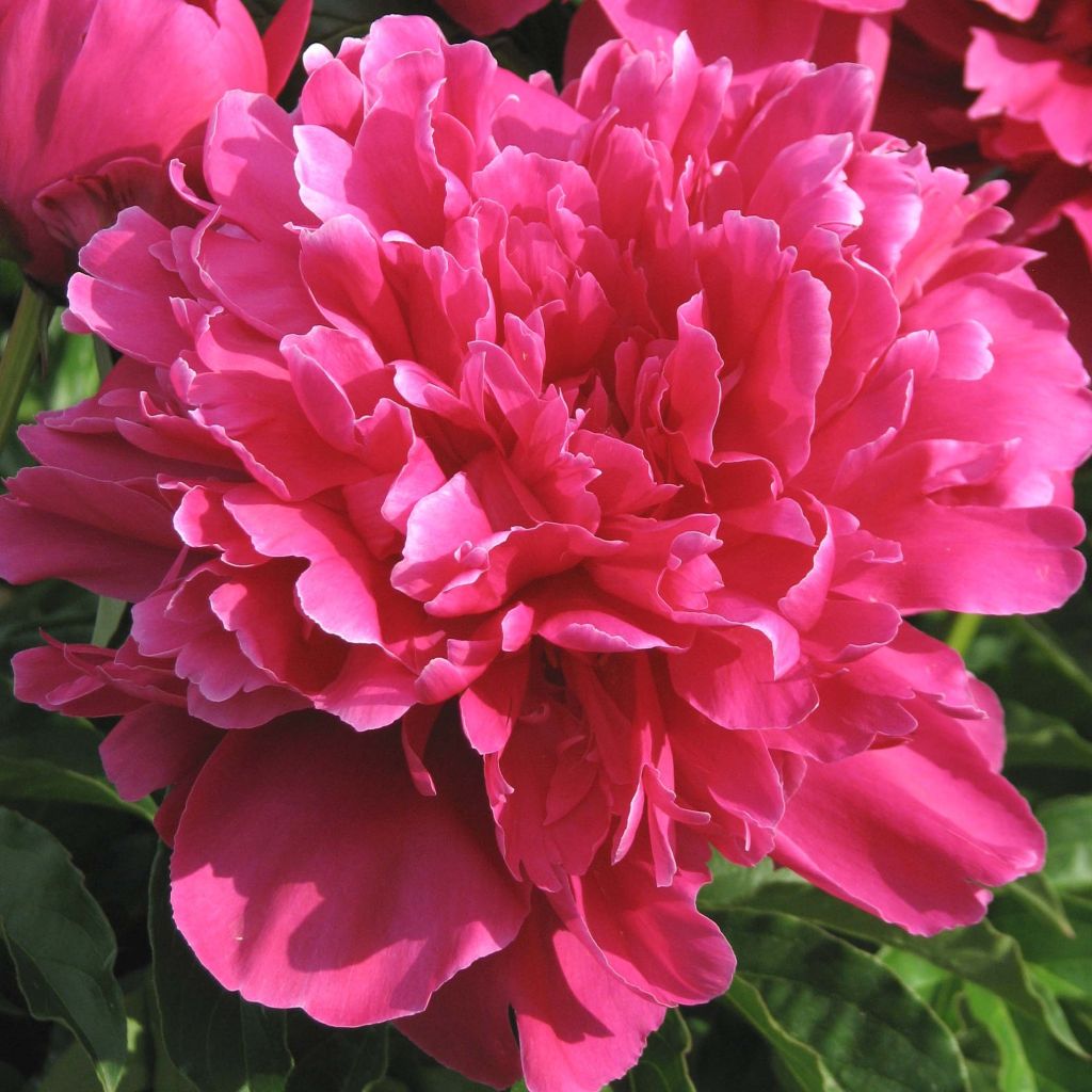 Paeonia lactiflora Victoire de la Marne - Pioenroos