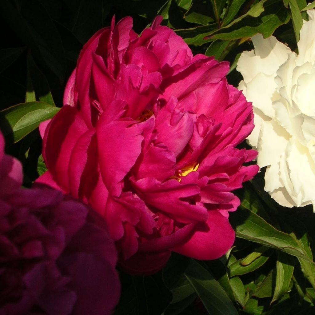 Paeonia lactiflora Victoire de la Marne - Pioenroos